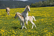 spielende Haflinger Fohlen 2