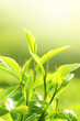 Tea Leaf