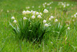 Märzenbecher - wild daffodil 15