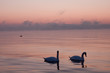 Two romantic swans in the beautifull sunset