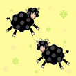 Sheeps black