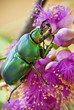 Green beetle on pink callistemon