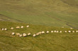viele schafe trotten über wiese