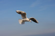 gabbiano in volo