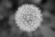 Pusteblume als Symbol für ie Vergänglichkeit S/W