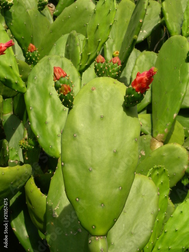 Photo: Cactus figuier de barbarie Cactus figuier de barbarie