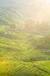 tea plantation cameron highlands