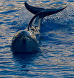 DELFIN DELFIN
