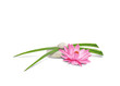 Fleur de lotus, Galets et brins d'herbes