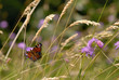 Spring Spring