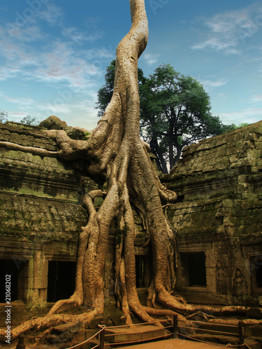 Photo: Giant trees over Ta Prohm temple in Angkor Wat, Cambodia Giant trees over Ta Prohm temple in Angkor Wat, Cambodia