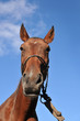 Photo: caballo caballo