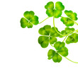 St.Patric's Day border. Lucky Clover