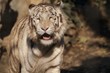 Tigre Bianca