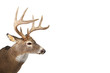 Foto: Large whitetail buck isolated on white background Large whitetail buck isolated on white background