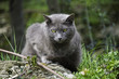 Cat Gray