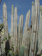 Dry Cactus Plant Background
