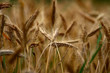Wheat ears