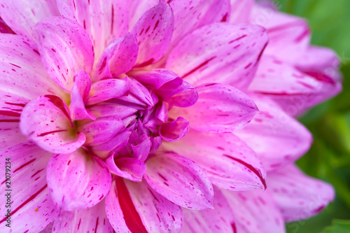 Photo: Macro view of pink flower dahlia Macro view of pink flower dahlia