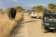 Wildlife Safari