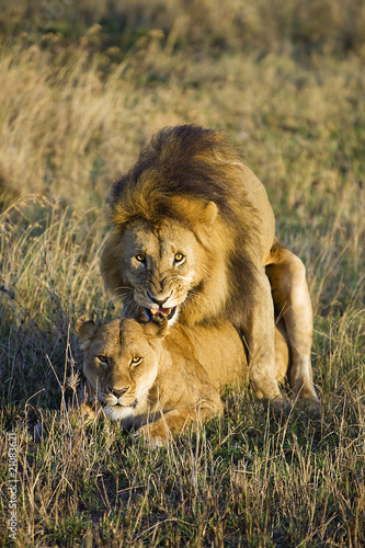 Photo: Lion Sex Lion Sex