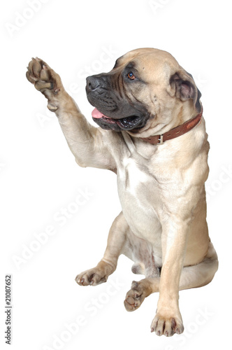dog greets dog greets