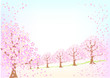 桜咲く頃