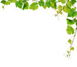 Fresh grapevine border, isolated