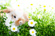 Hase
