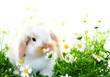 Hase