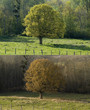 arbre, printemps-automne 4136
