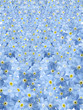 forgetmenot background