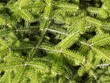 Pine branchs