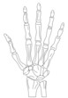 Bones of the hand