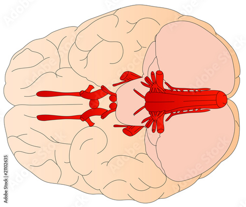 human brain diagram. Diagram of the human brain.