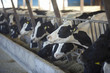 cow farm agriculture bovine milk
