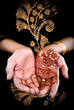 Mehendi, henna on bride's hand - Color