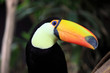 toucan toco toucan toco