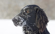 Foto: Flat Coated Retriever im Schnee Flat Coated Retriever im Schnee