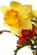 narciso giallo su fondo bianco