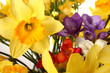 narcisi e fresie