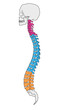 human vertebral column vector clip art human vertebral column vector clip art