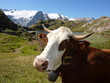 Vache en montagne Vache en montagne