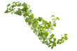 Branch ivy on a white background Branch ivy on a white background