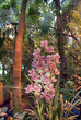 bouquet of orchids in the jungle