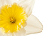White Spring Daffodil Flower Isolated on White Background White Spring Daffodil Flower Isolated on White Background