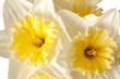 White Spring Daffodil Flower Bunch Isolated on White Background White Spring Daffodil Flower Bunch Isolated on White Background