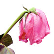Withered pink rose on white Withered pink rose on white
