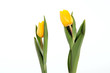 Foto: tulips tulips
