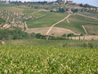 Vineyards and olive fields in Chianti, Tuscany Vineyards and olive fields in Chianti, Tuscany
